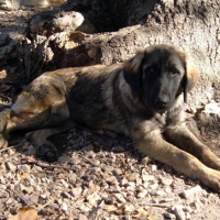 leo11-09-025a