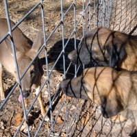 leos-deer11-09-011a