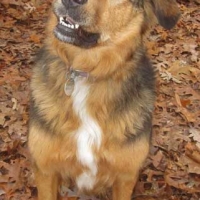 molly-1