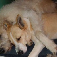 piper-hug