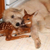 3dog-deer